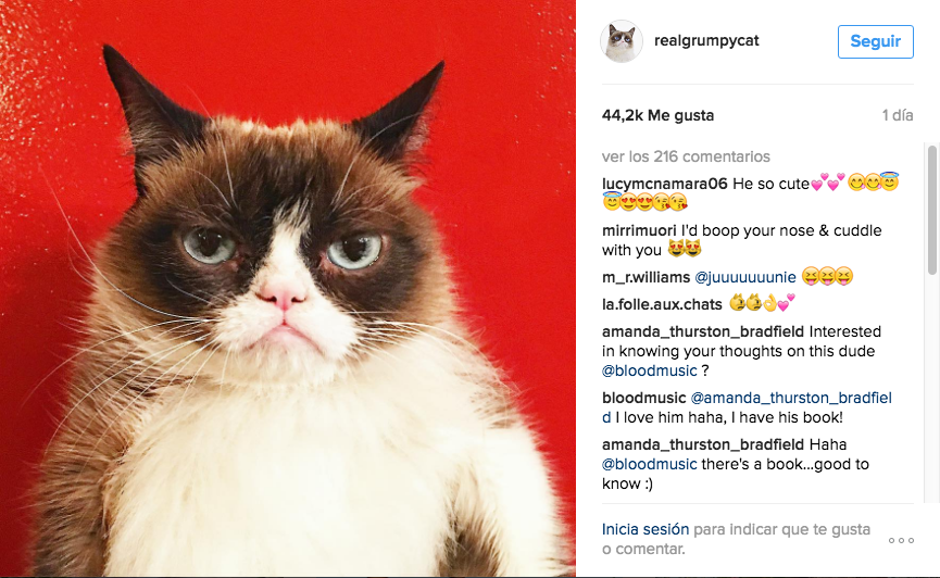 gato influencer
