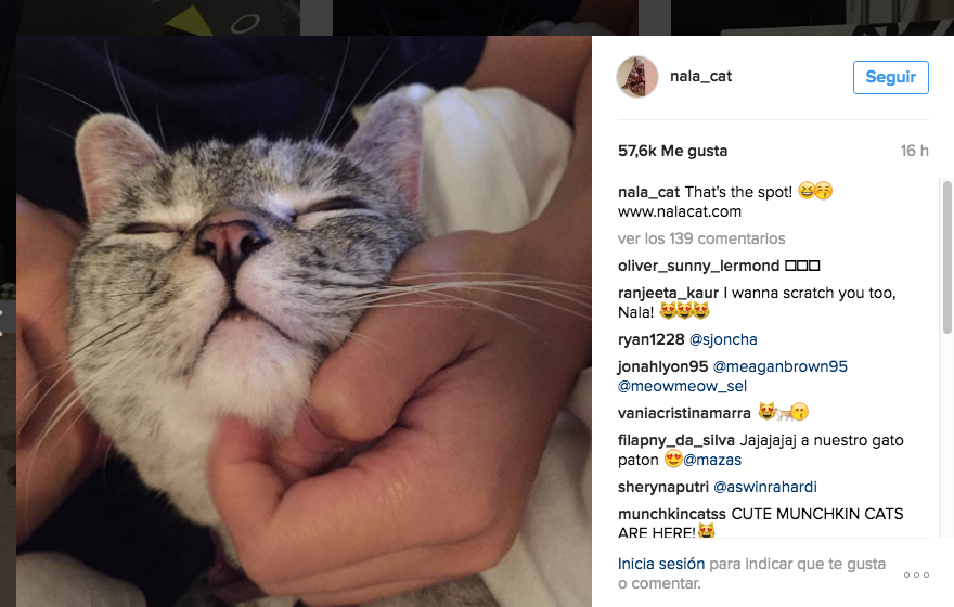 Gata influencer