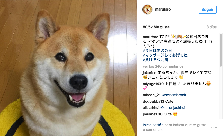 perro influencer