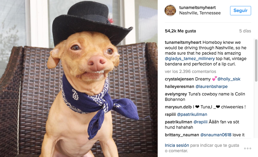 perra influencer