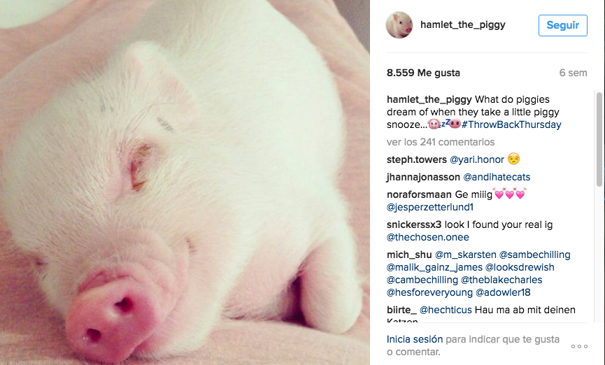 cerdo influencer