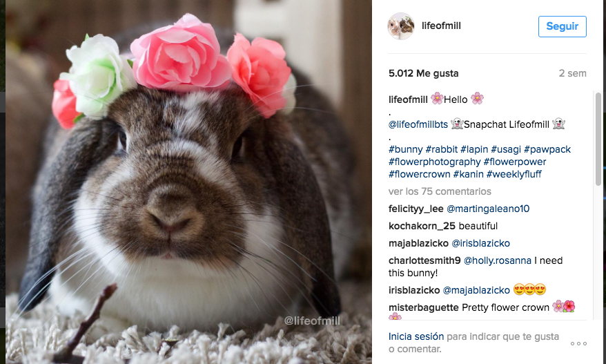 conejo influencer